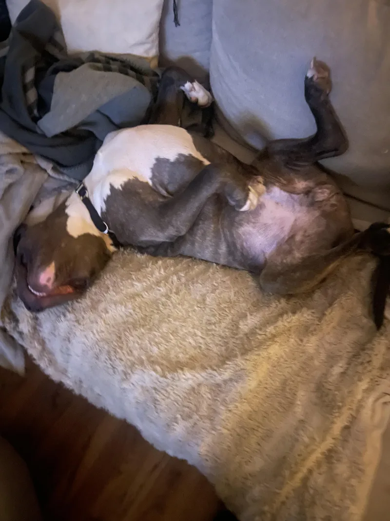 Jersey Mike thumbnail 5