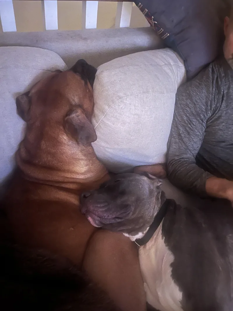 Jersey Mike thumbnail 6