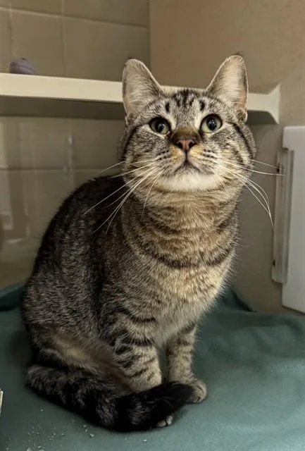 A young large-sized female Domestic Short Hair cat named Meatloaf for adoption in Omaha, NE