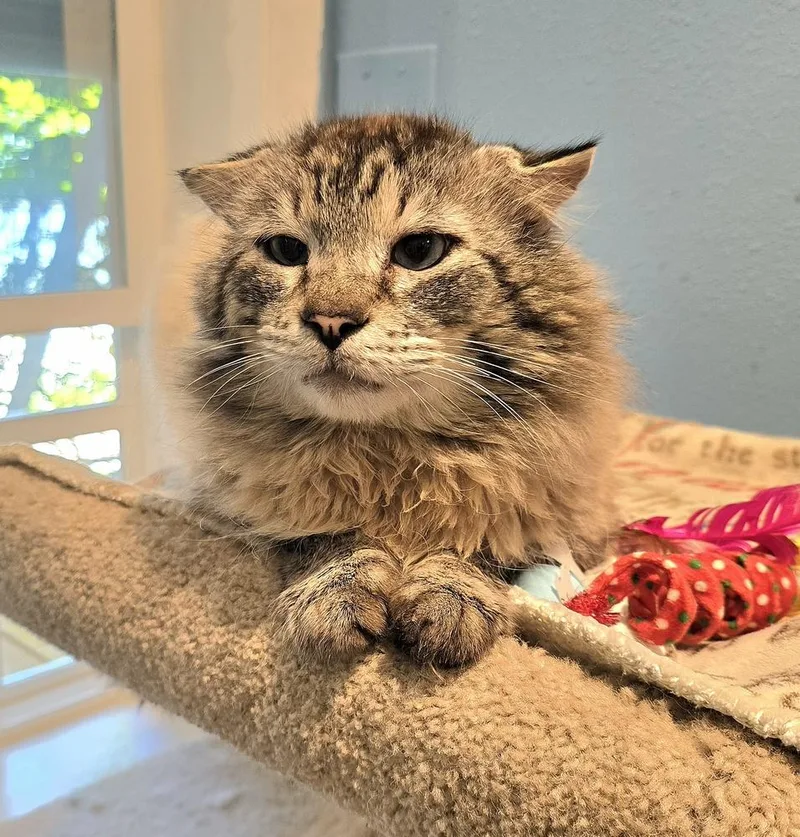 An adult large-sized male Siamese cat named Calvin for adoption in Vancouver, WA