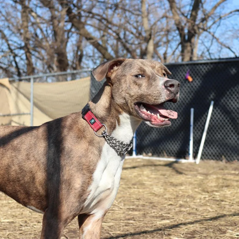 An adult medium-sized male Brindle Pit Bull Terrier dog named Stewart for adoption in Springfield, IL