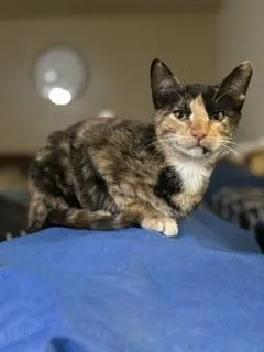 Bonnie