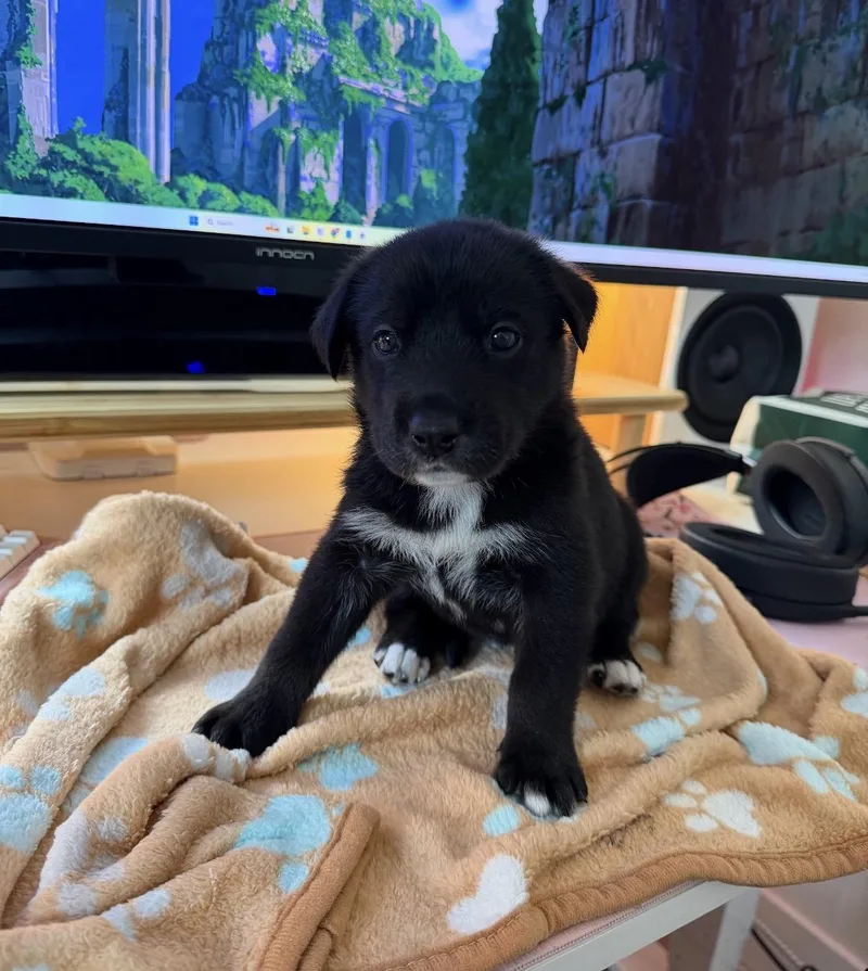 A baby medium-sized male Siberian Husky dog named Aqua for adoption in Tarzana, CA
