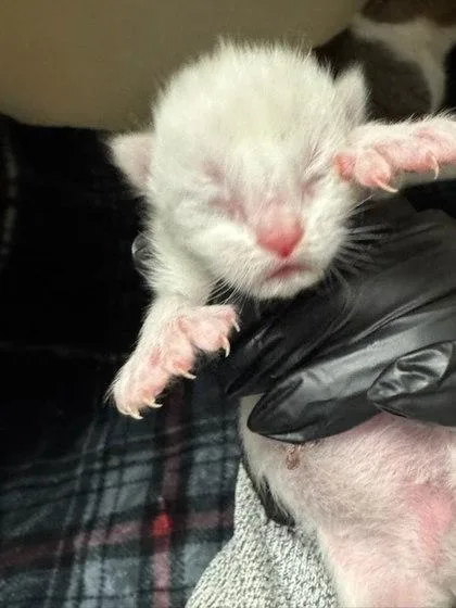 A baby small-sized male Domestic Short Hair cat named Smirnoff for adoption in Chamblee, GA