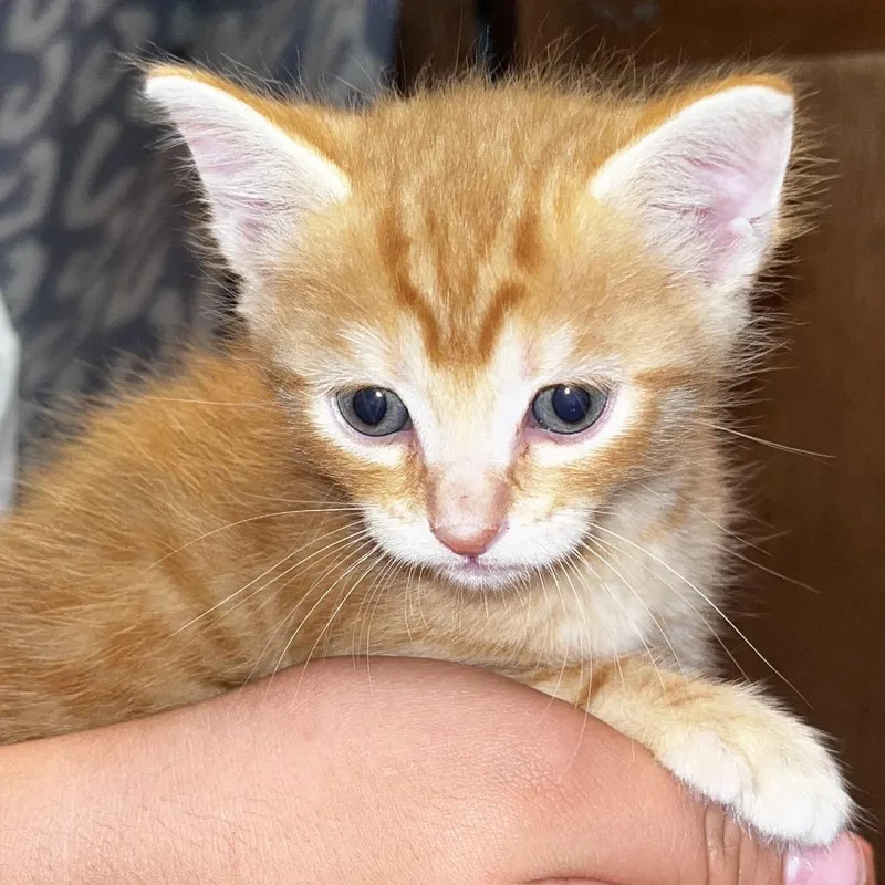 A baby small-sized male Orange / Red Domestic Short Hair cat named Drywall Carpenter for adoption in Boerne, TX