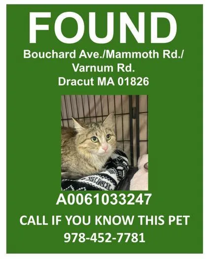 An adult medium-sized female Domestic Medium Hair cat named Sandals for adoption in Lowell, MA
