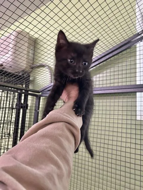 A baby small-sized male Black American Shorthair cat named Brine for adoption in Muskegon, MI