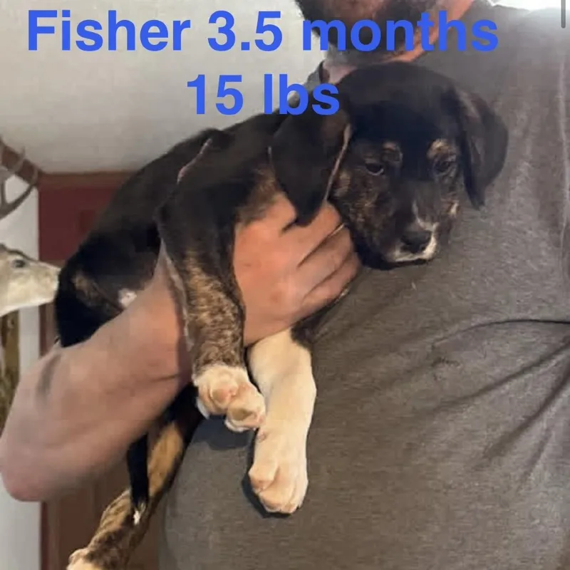 A baby small-sized male Black Mixed Breed dog named Fisher for adoption in Rockville, MD