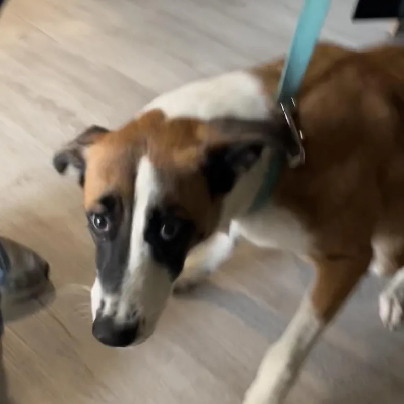 A young small-sized female Mixed Breed dog named Claire for adoption in Richmond Hill, GA