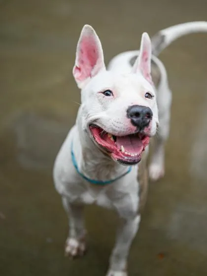 An adult large-sized male Mixed Breed dog named Jaxxon for adoption in Chamblee, GA