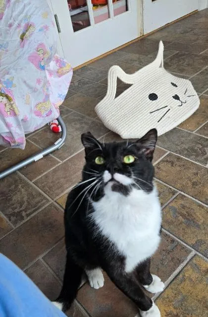 A young medium-sized male Domestic Short Hair cat named Yoshi for adoption in Pawtucket, RI