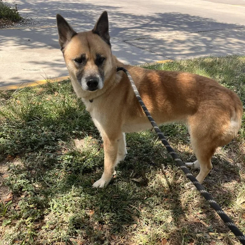 An adult small-sized female Mixed Breed dog named Danielle for adoption in Fulton, TX