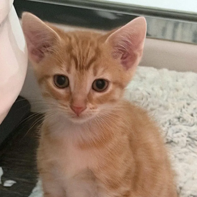 A baby small-sized male Orange / Red Domestic Short Hair cat named Nugget for adoption in Brownsboro, AL
