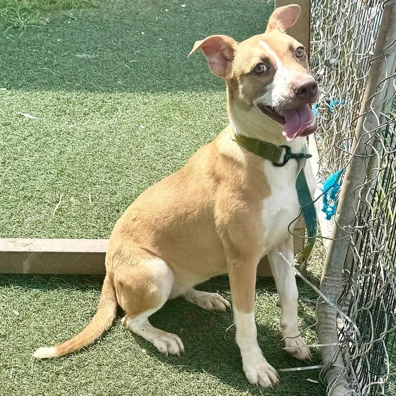 A baby small-sized female Mixed Breed dog named Iris for adoption in Bennettsville, SC