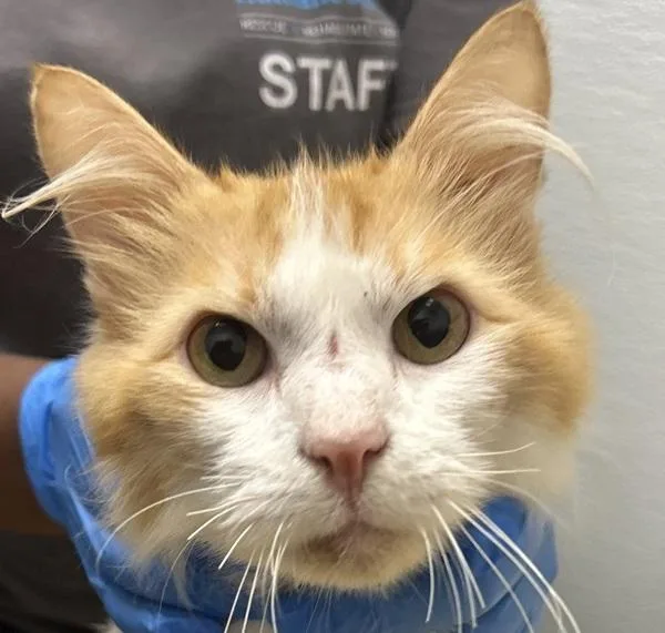 A young medium-sized male Domestic Short Hair cat named Rala Bonded W for adoption in Silverdale, WA