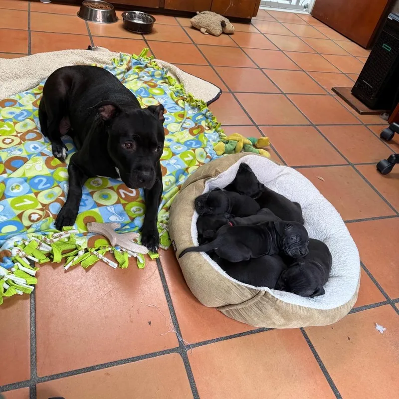 An adult medium-sized female Black Pit Bull Terrier dog named Maya Papaya for adoption in Oceanside, CA