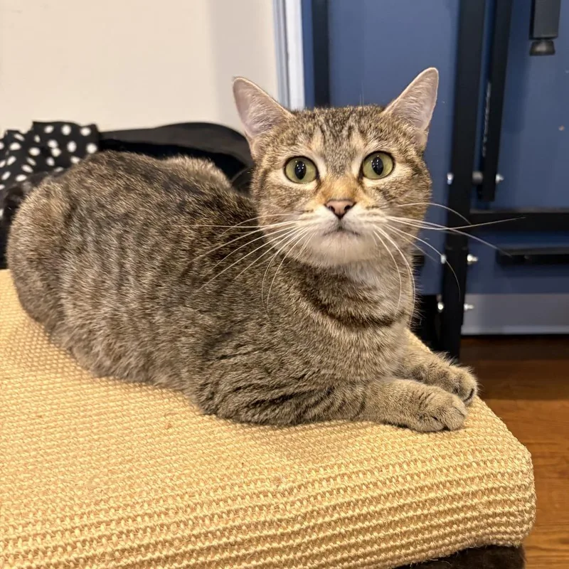 A young small-sized female Brown / Chocolate Domestic Short Hair cat named Astrid for adoption in Westport, CT