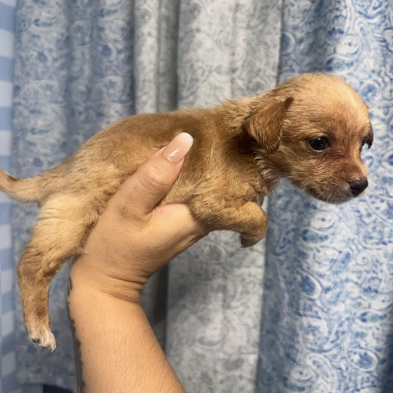 A baby small-sized male Apricot / Beige Shih Tzu dog named Otis for adoption in Crosby, TX