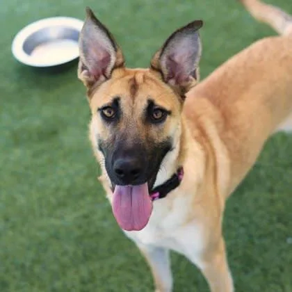 A young large-sized female Anatolian Shepherd dog named Wren for adoption in Atlanta, GA