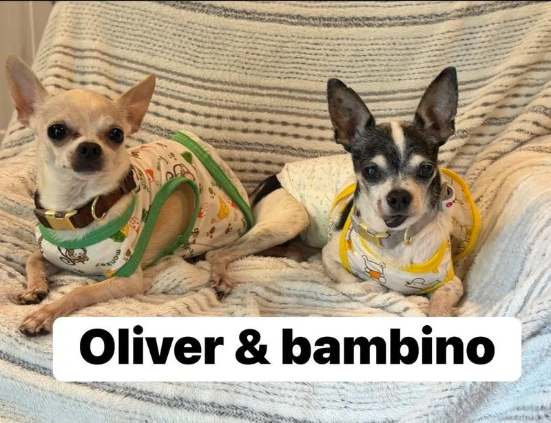 A senior small-sized male Chihuahua dog named Bambino for adoption in Scranton, PA