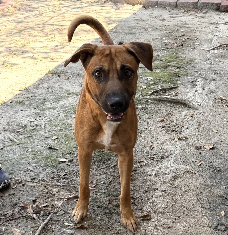 An adult medium-sized male Shepherd dog named Anthony Kiedis for adoption in Slidell, LA
