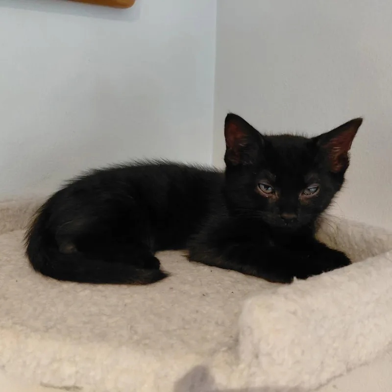 A baby medium-sized male Black Domestic Short Hair cat named Astro for adoption in Joliet, IL