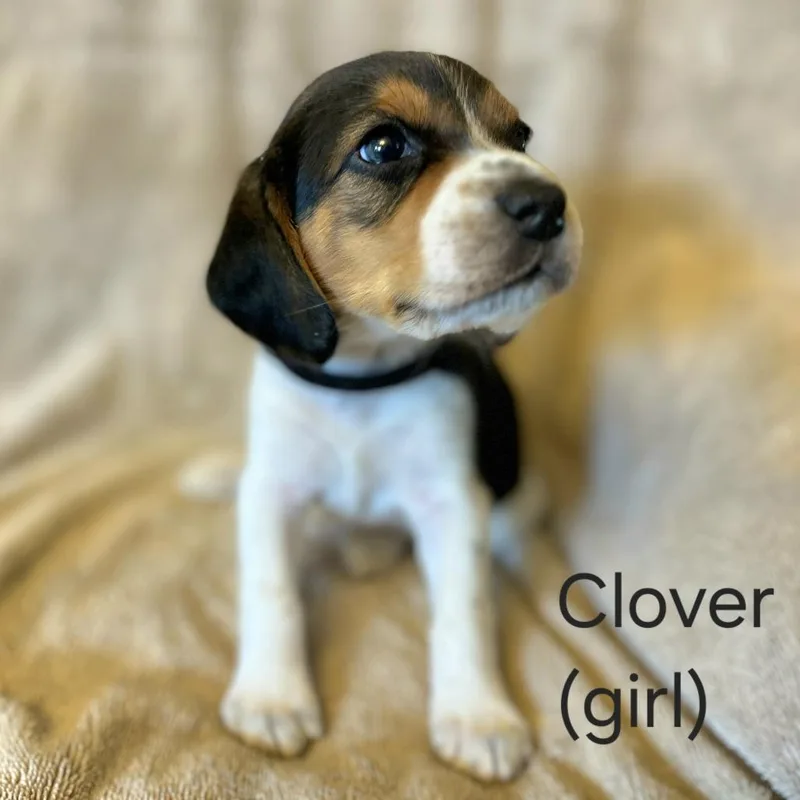 Dahlia Pup  Clover