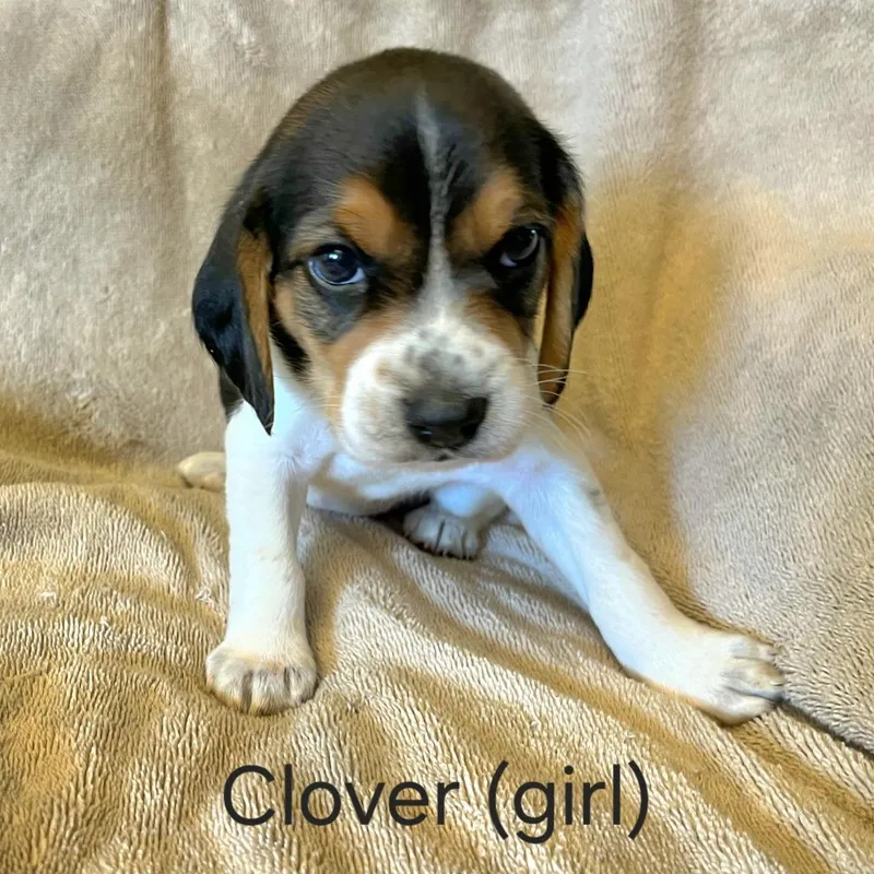 Dahlia Pup  Clover thumbnail 2