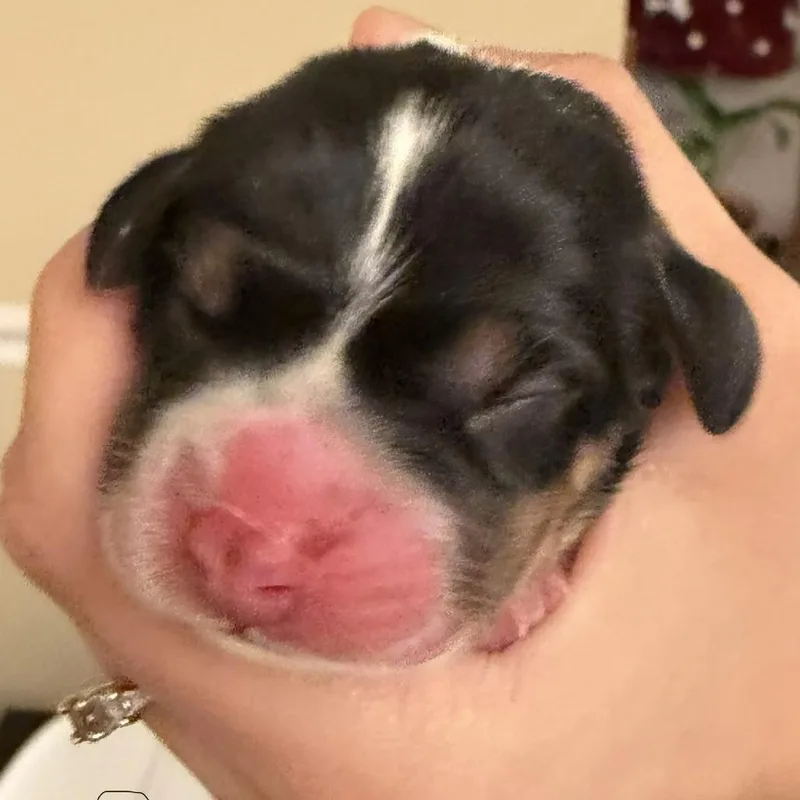 Dahlia Pup  Clover thumbnail 3