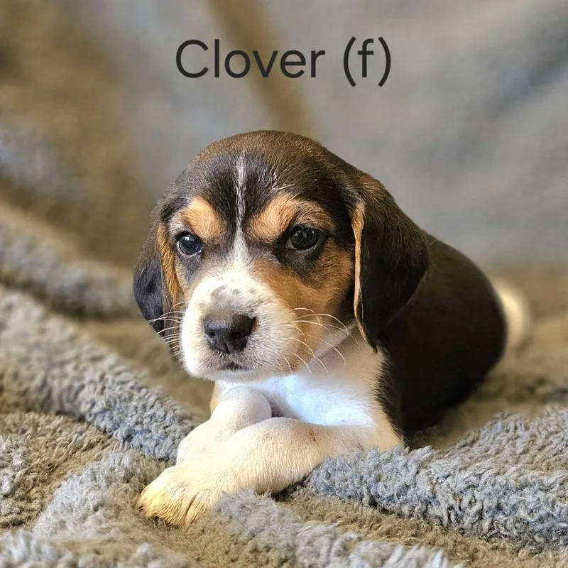 Dahlia Pup  Clover thumbnail 4