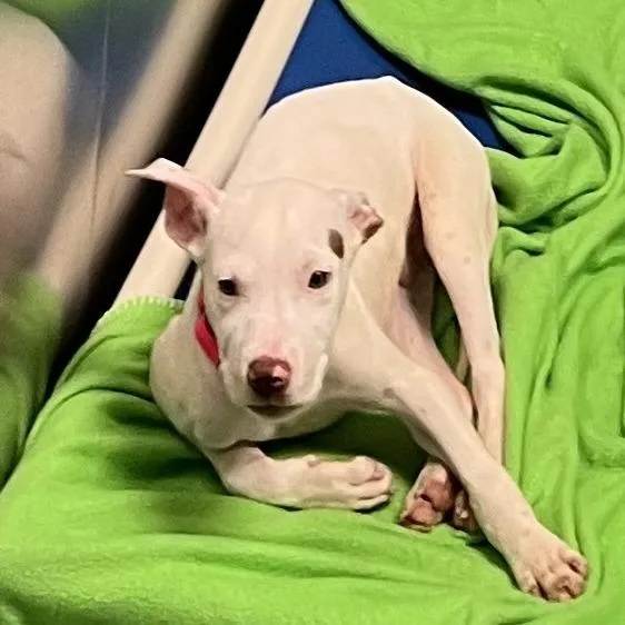A young small-sized male White / Cream Pit Bull Terrier dog named Jiffy for adoption in Baltimore, MD