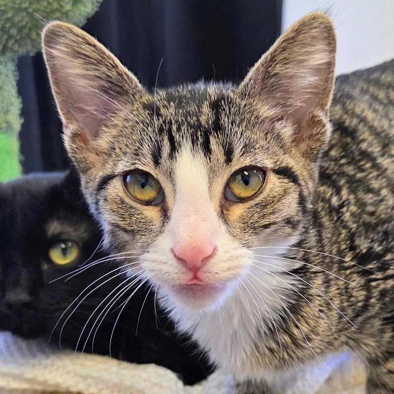 A baby small-sized female Brown / Chocolate Domestic Short Hair cat named Goose for adoption in Sheridan, WY