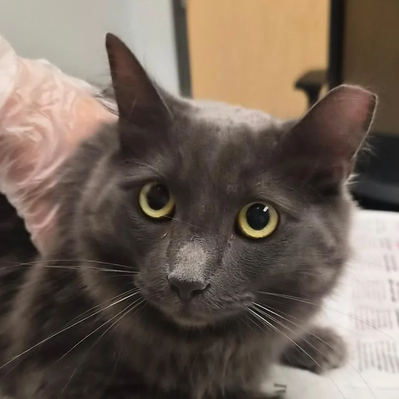 An adult medium-sized female Gray / Blue / Silver Domestic Short Hair cat named Devi for adoption in Jacksonville, FL