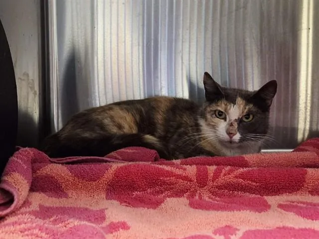A young medium-sized female Domestic Short Hair cat named Sundae for adoption in Martinez, CA
