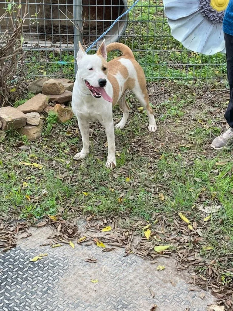 Maverick thumbnail 2