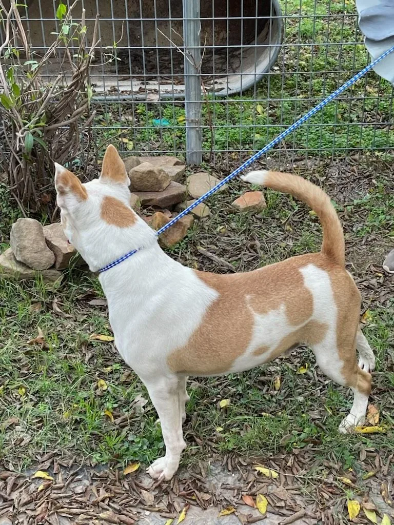 Maverick thumbnail 4