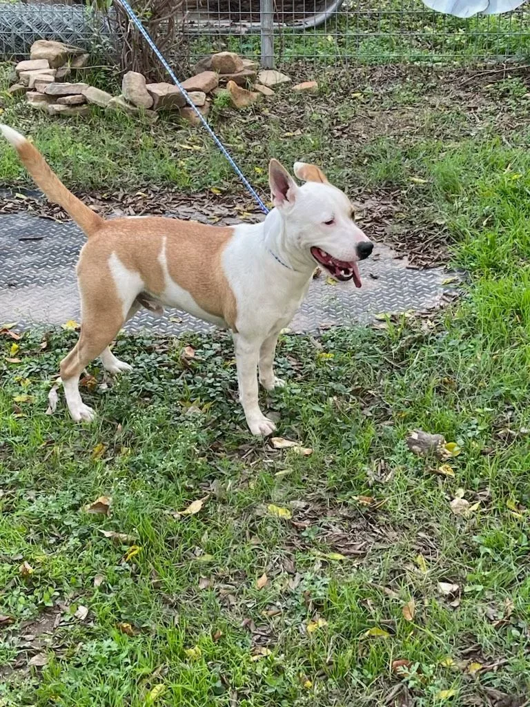 Maverick thumbnail 5