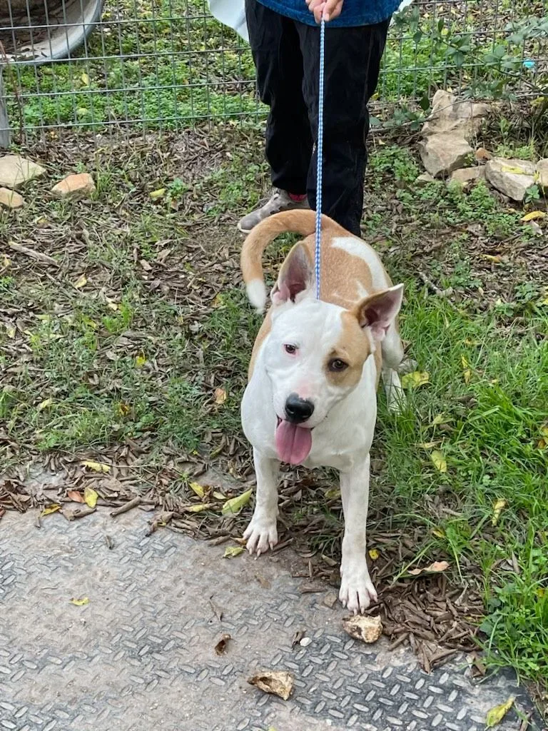 Maverick thumbnail 6