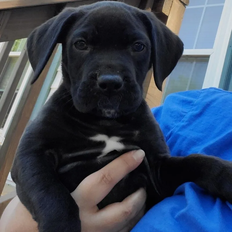 A baby large-sized female Black Mastiff dog named Hope for adoption in Colonial Heights, VA