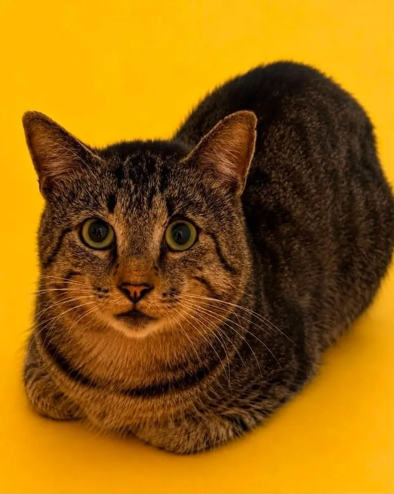 A young small-sized male Domestic Short Hair cat named Sterling for adoption in Columbia, TN