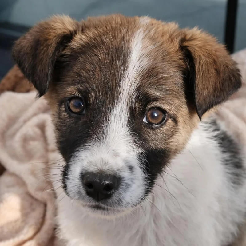 A young medium-sized female White / Cream Mixed Breed dog named Bella for adoption in Bend, OR