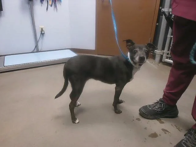 A senior small-sized female Chihuahua dog named Ebony for adoption in Phoenix, AZ