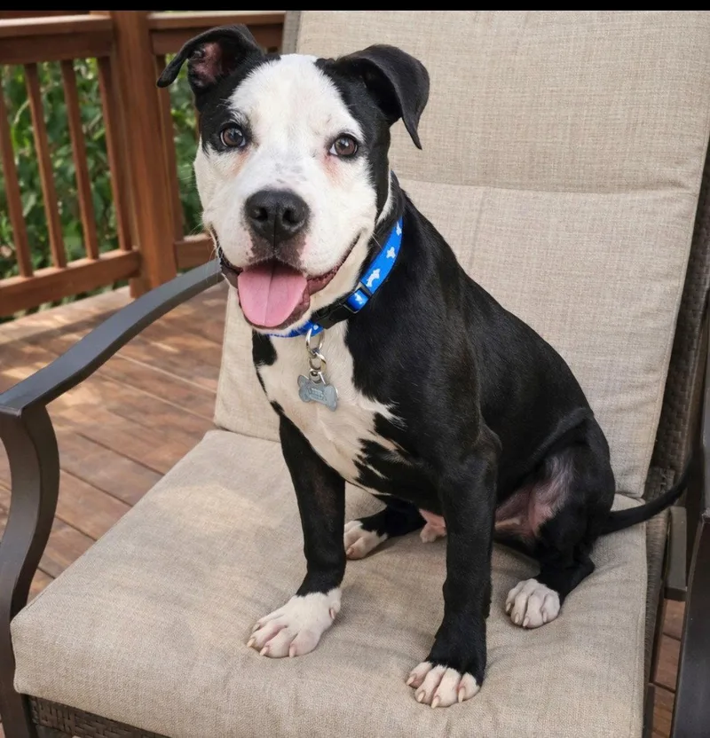 A young medium-sized female Terrier dog named Zak Flash for adoption in Euless, TX