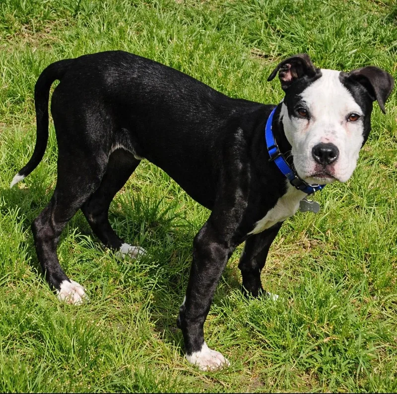 Zak Flash thumbnail 2