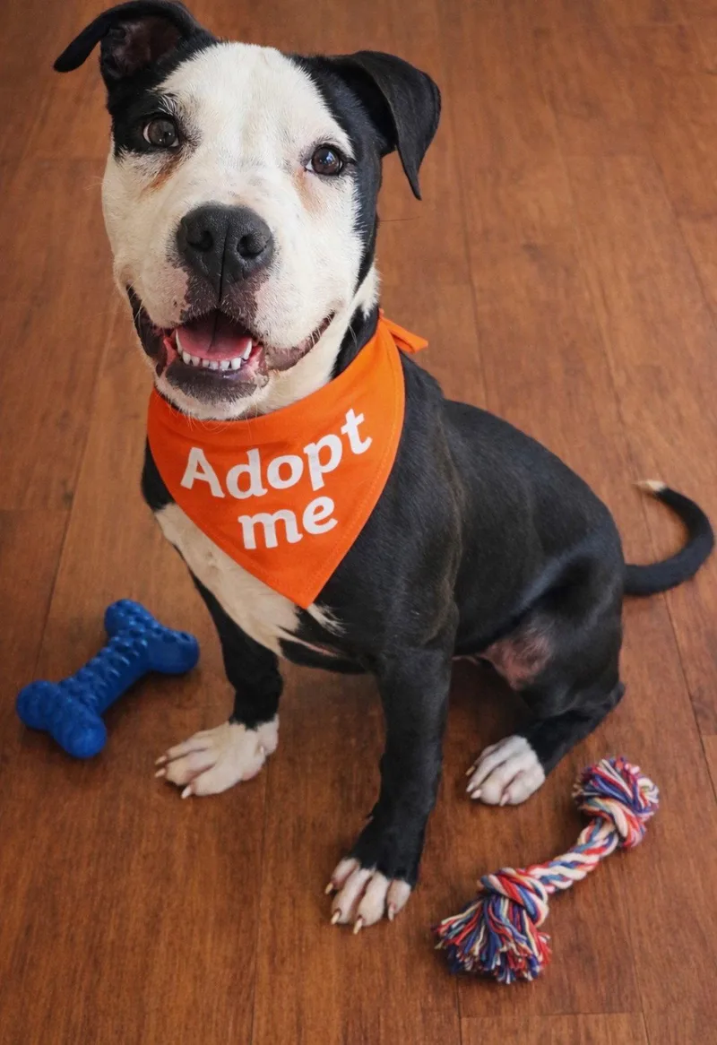 Zak Flash thumbnail 3