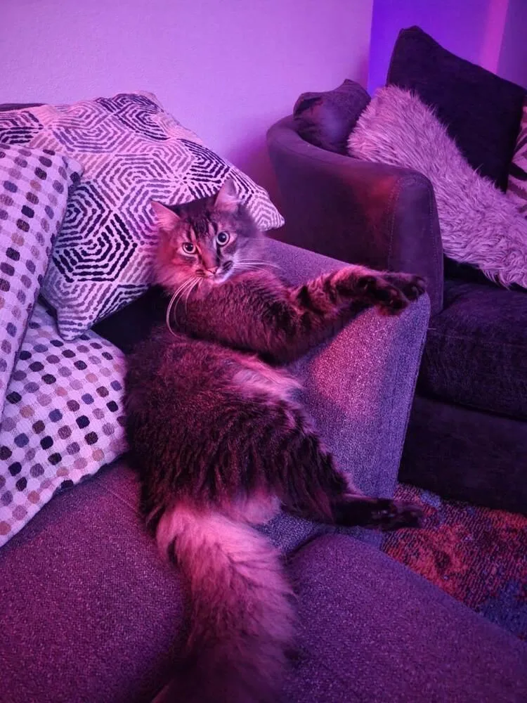 Jinx