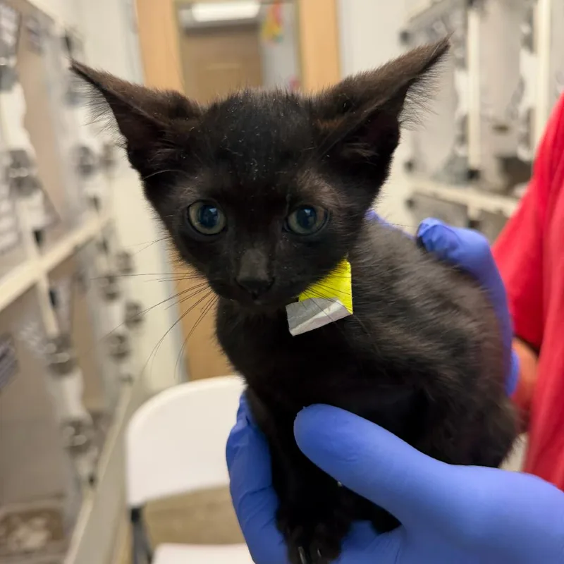 A baby small-sized male Black Domestic Short Hair cat named Moose for adoption in Marshall, TX