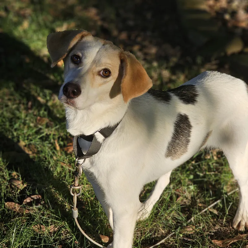 A young medium-sized female Tricolor (Brown, Black, & White) Beagle dog named Khloe so il for adoption in O Fallon, IL