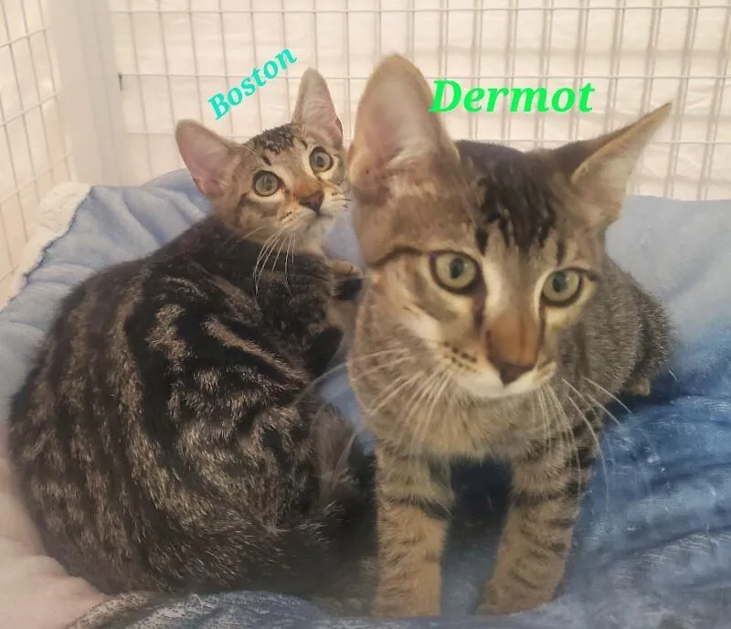 A young medium-sized male Domestic Short Hair cat named Boston for adoption in Diamond Springs, CA