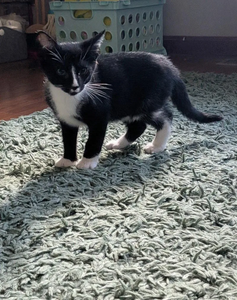A baby medium-sized male Domestic Short Hair cat named Strawberry for adoption in Walled Lake, MI